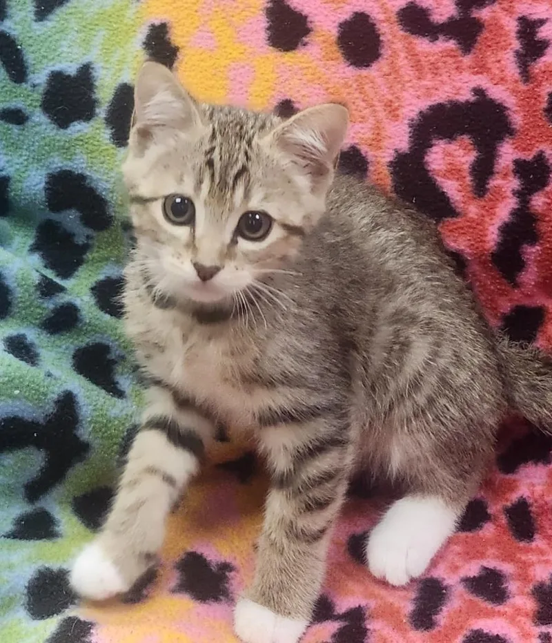 A baby small-sized male Domestic Short Hair cat named Freddy for adoption in Little Rock, AR