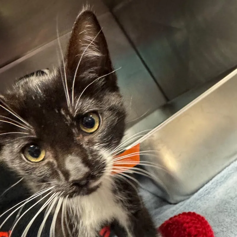 A baby medium-sized female Domestic Short Hair cat named Alicia Keys for adoption in Olean, NY