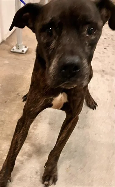 An adult large-sized male Mastiff dog named Snoopy for adoption in Miami, FL