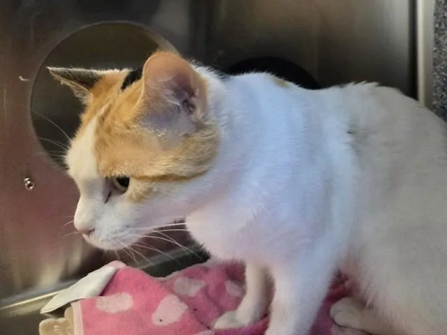 A young medium-sized female Domestic Short Hair cat named Wheaties for adoption in Martinez, CA