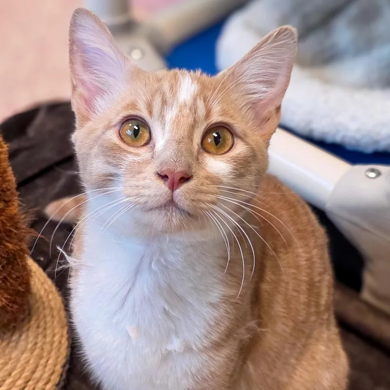 A young medium-sized male Orange & White Domestic Short Hair cat named Beans for adoption in Gainesville, TX