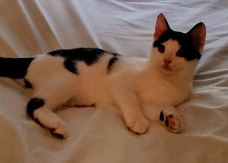 A baby medium-sized male Domestic Short Hair cat named Toby for adoption in Mount Pleasant, NC