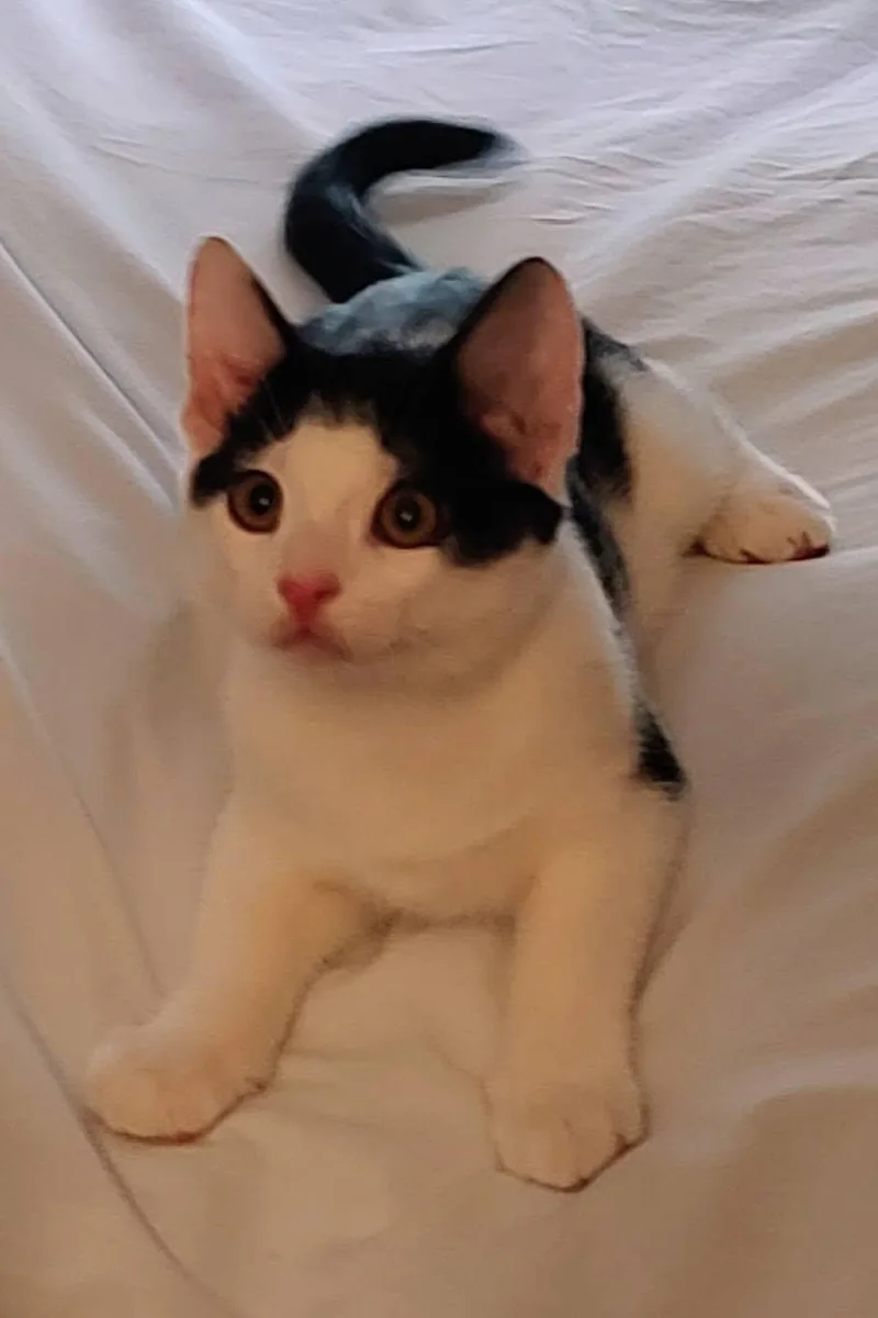 Toby thumbnail 2