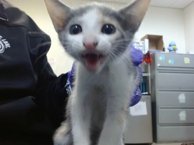 A baby small-sized female Domestic Short Hair cat named Twinkle for adoption in Miami, FL
