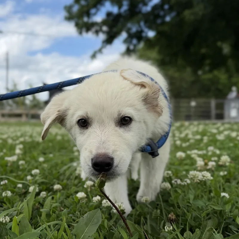 A baby medium-sized male White / Cream Labrador Retriever dog named Mator for adoption in Trenton, MO