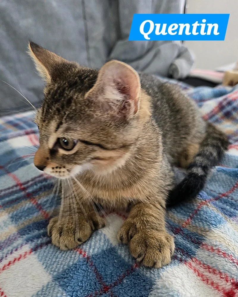 A young medium-sized male Tabby (Brown / Chocolate) Tabby cat named Quentin for adoption in Miami, FL