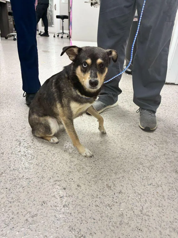 A young medium-sized male Black Belgian Shepherd / Sheepdog dog named Melvin for adoption in Marietta, GA