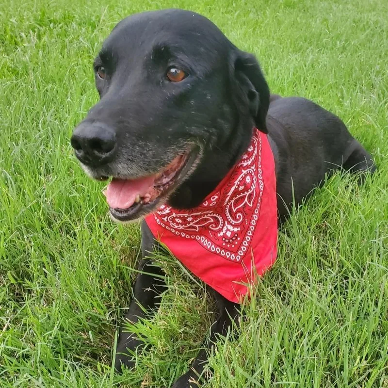 A senior medium-sized male Black Labrador Retriever dog named Tuck for adoption in Portland, OR