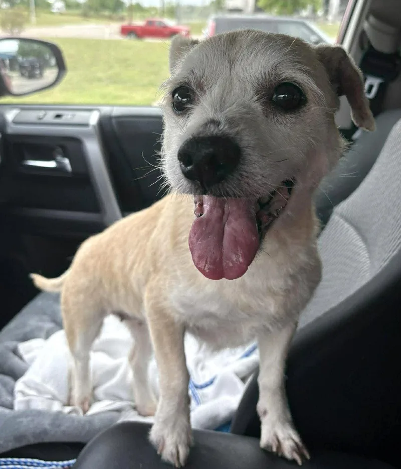 A senior medium-sized female Terrier dog named Mika Tx for adoption in Boonton, NJ