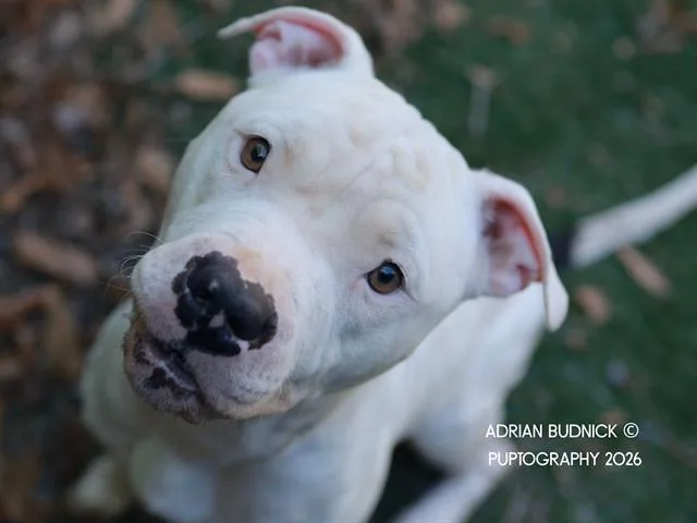 An adult medium-sized female Brown / Chocolate Mixed Breed dog named Honeydew for adoption in Nashville, TN
