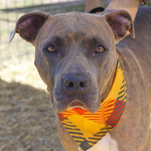 An adult medium-sized female American Staffordshire Terrier dog named Bella for adoption in San Antonio, TX