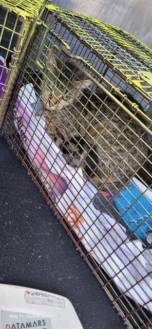 A young medium-sized female Domestic Short Hair cat named Sam for adoption in San Antonio, TX