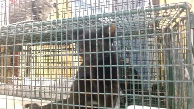 A baby small-sized female Domestic Short Hair cat named Mika for adoption in Miami, FL