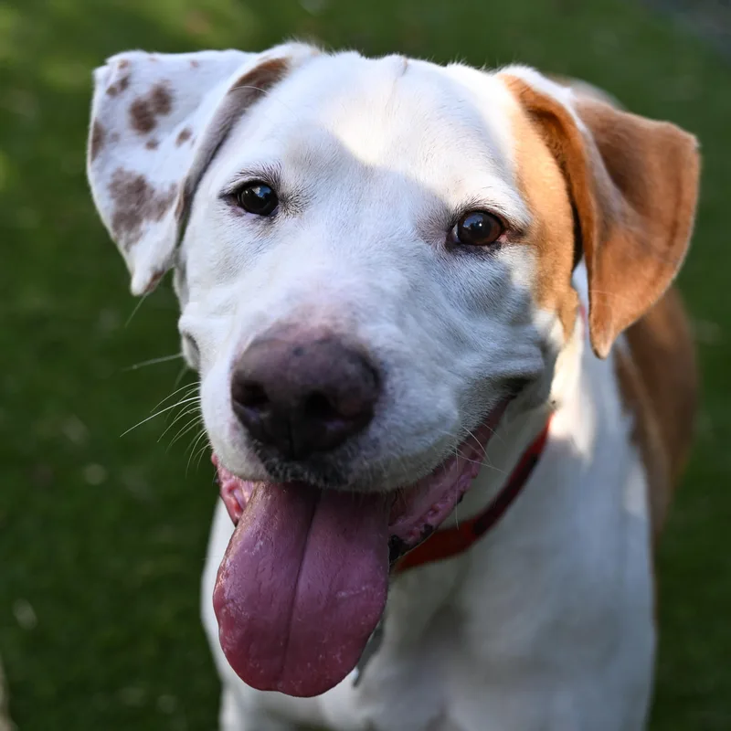 A young large-sized male Golden Hound dog named Woody for adoption in Houston, TX