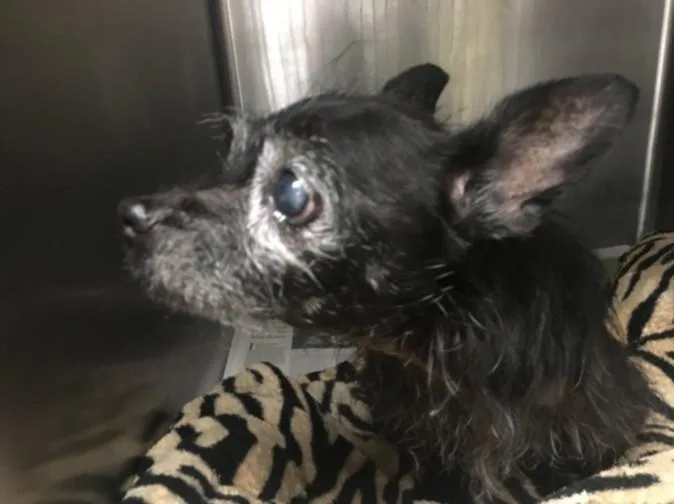 A senior small-sized female Terrier dog named Zelda for adoption in Van Nuys, CA