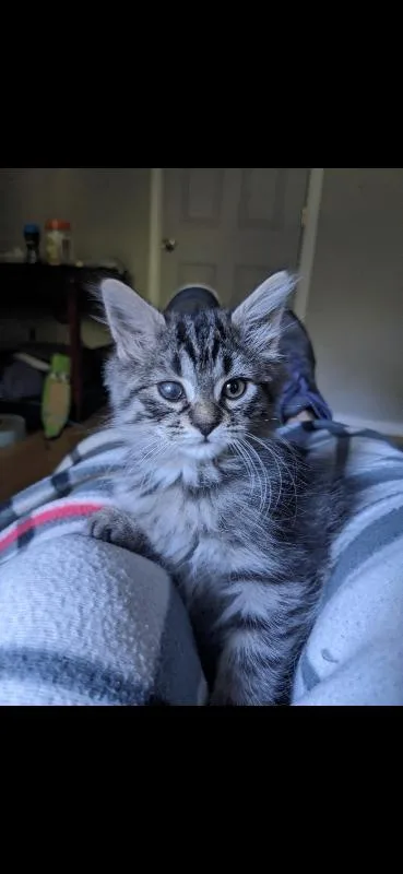 A young medium-sized female Brown / Chocolate Domestic Medium Hair cat named Wink for adoption in Grand Rapids, MI