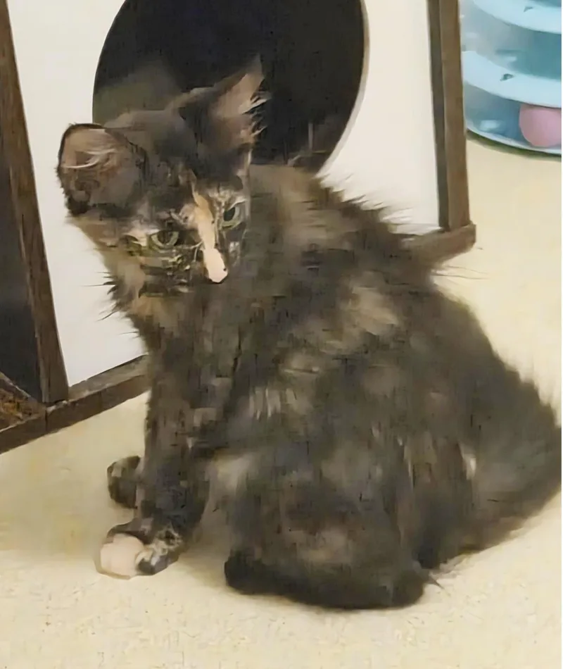 A baby small-sized female Domestic Medium Hair cat named Dragonfly Summerlover for adoption in Chandler, AZ
