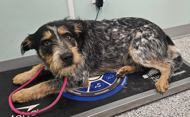 A young large-sized male Terrier dog named Bubba for adoption in Athens, TN