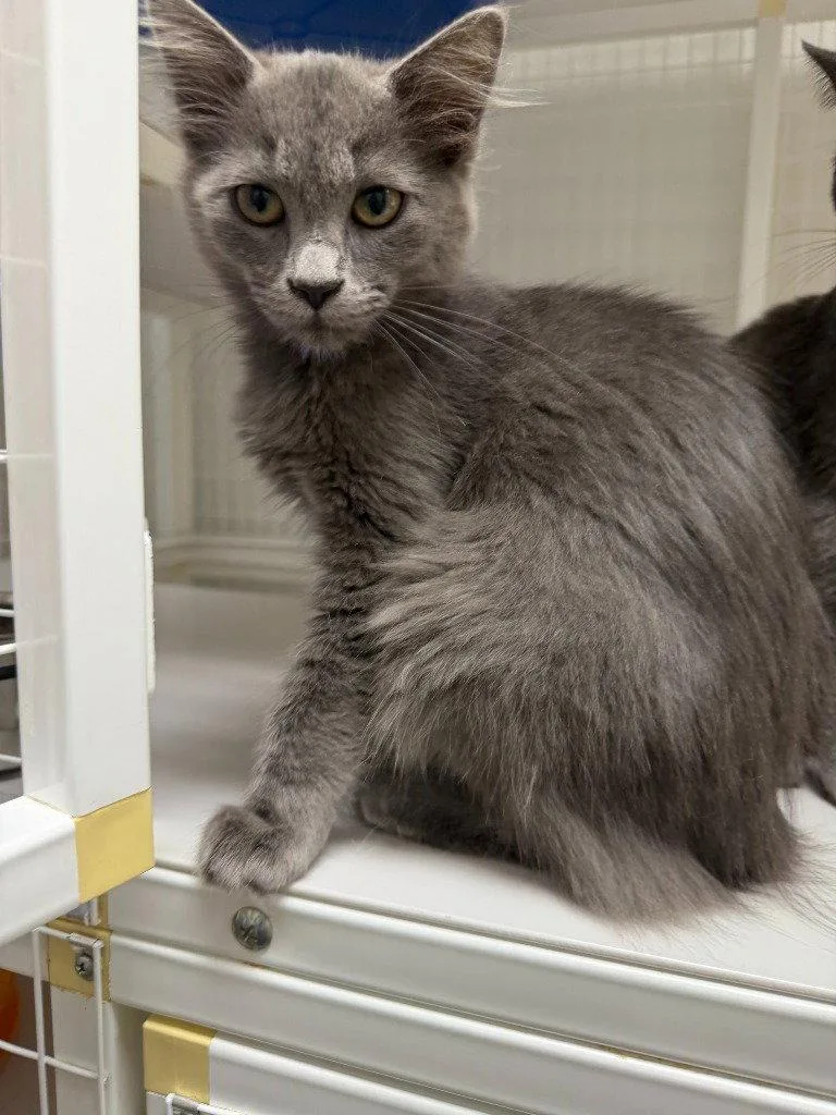 A baby medium-sized female Domestic Medium Hair cat named Maryweather for adoption in St. Helens, OR