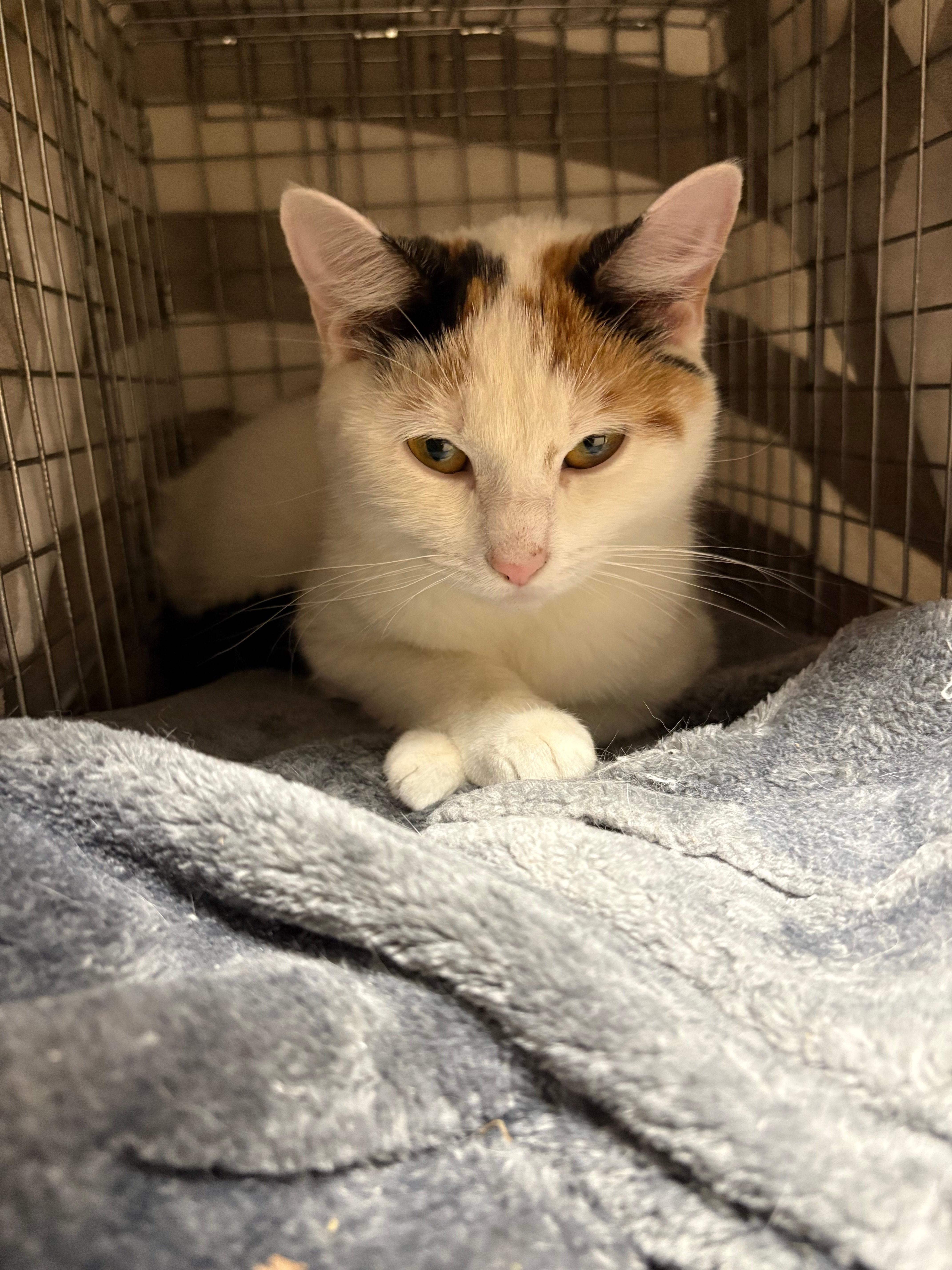 Daffodil thumbnail 2