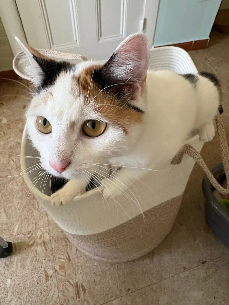 Daffodil thumbnail 3