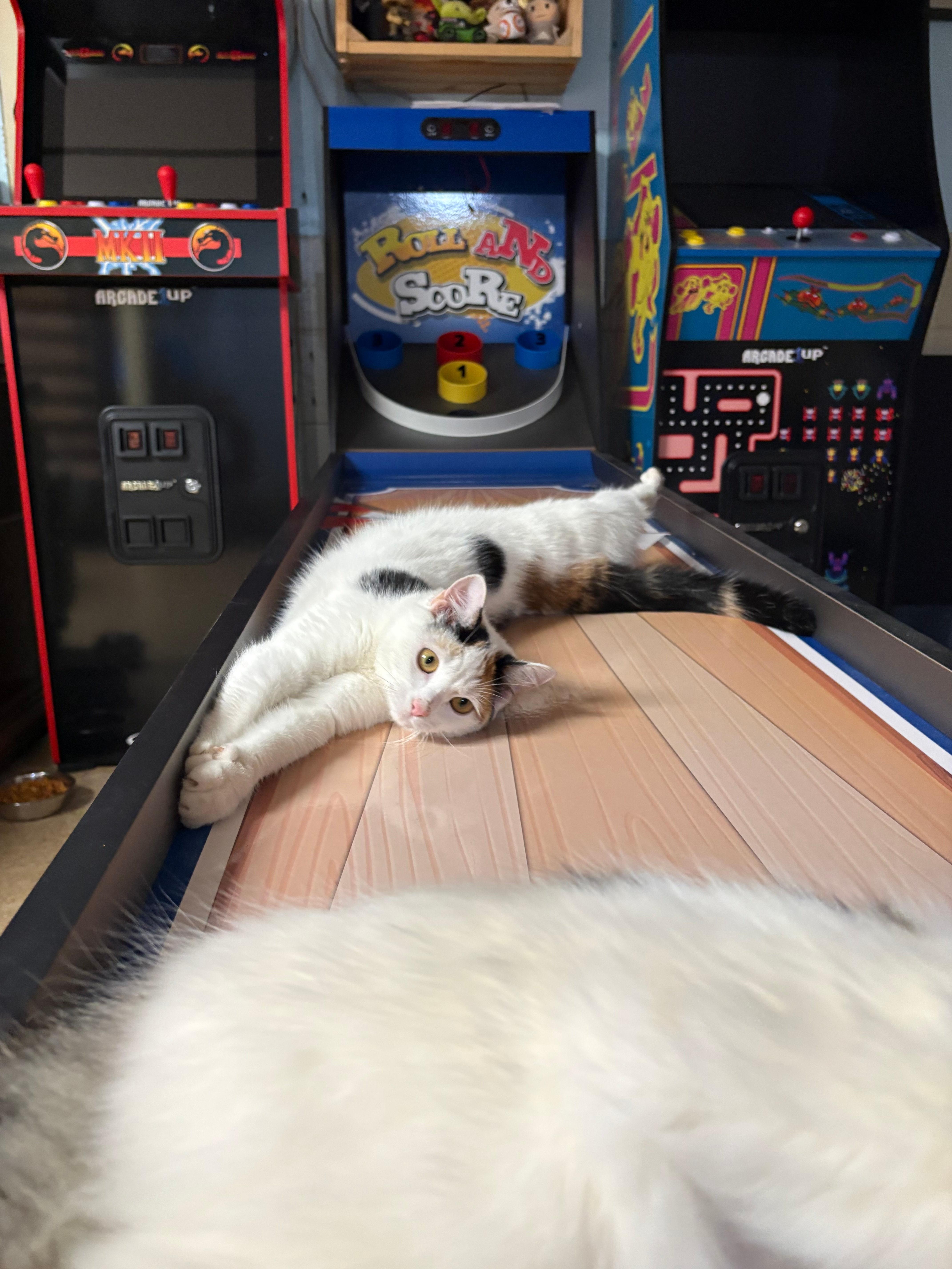 Daffodil thumbnail 4