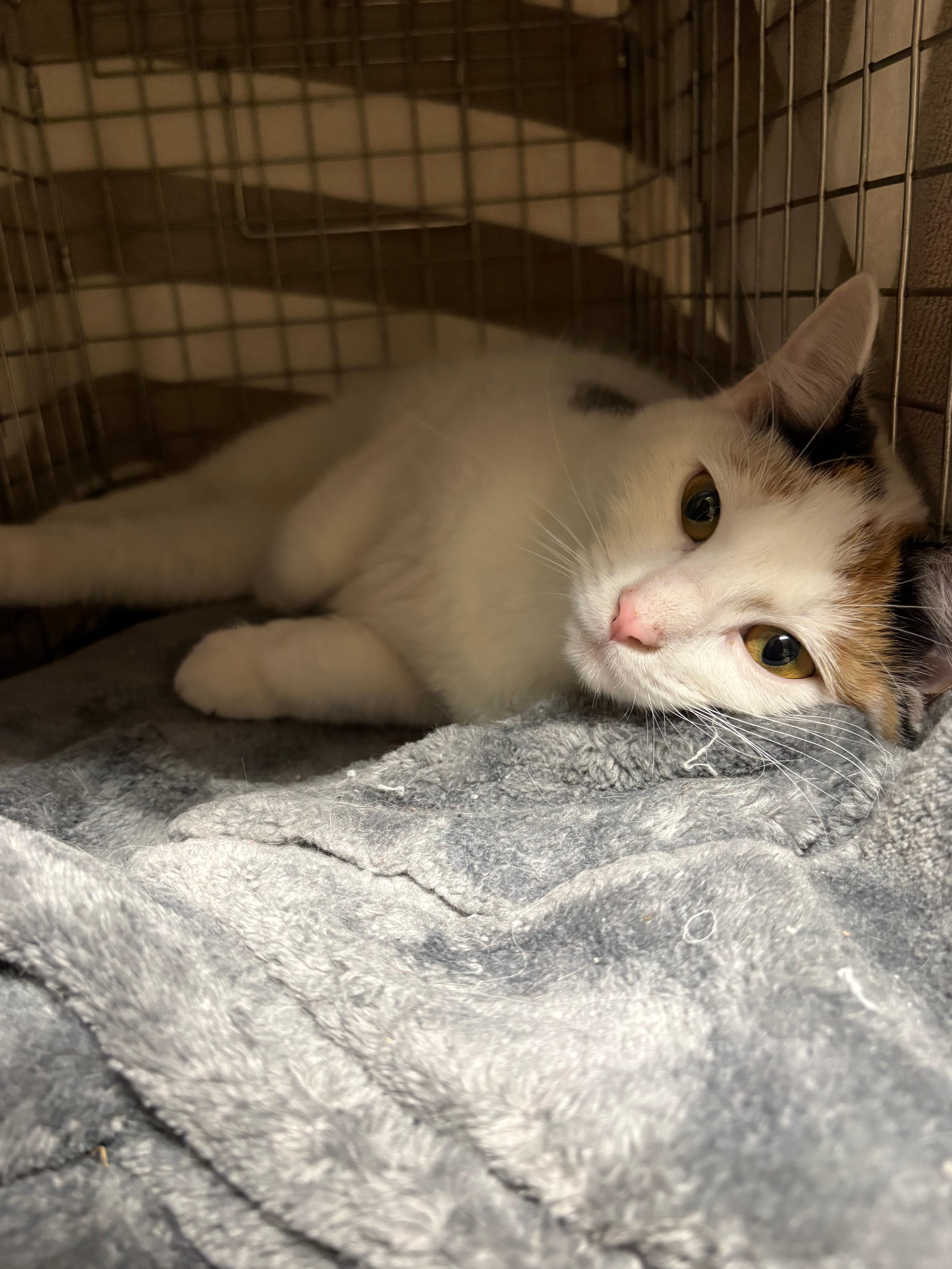 Daffodil thumbnail 5