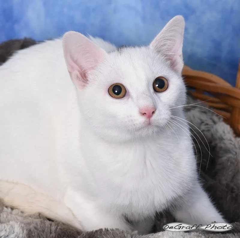A young medium-sized male Domestic Short Hair cat named Pua for adoption in Pittsboro, NC