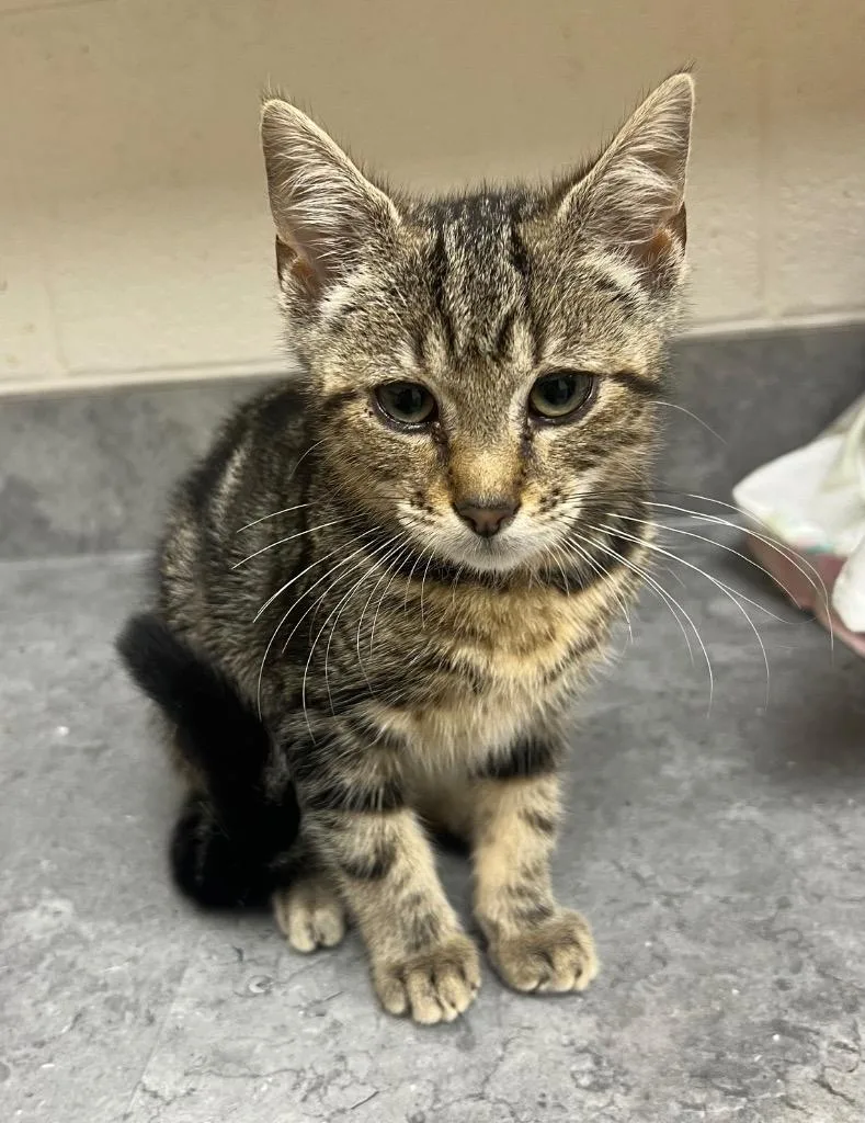 A baby medium-sized male Domestic Short Hair cat named Mouse Mickey for adoption in Greeneville, TN