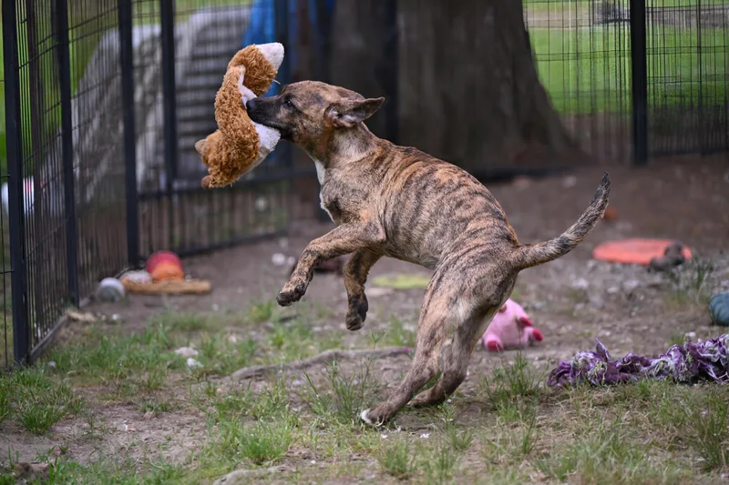 A young medium-sized female Brindle Mixed Breed dog named Rain for adoption in Medfield, MA
