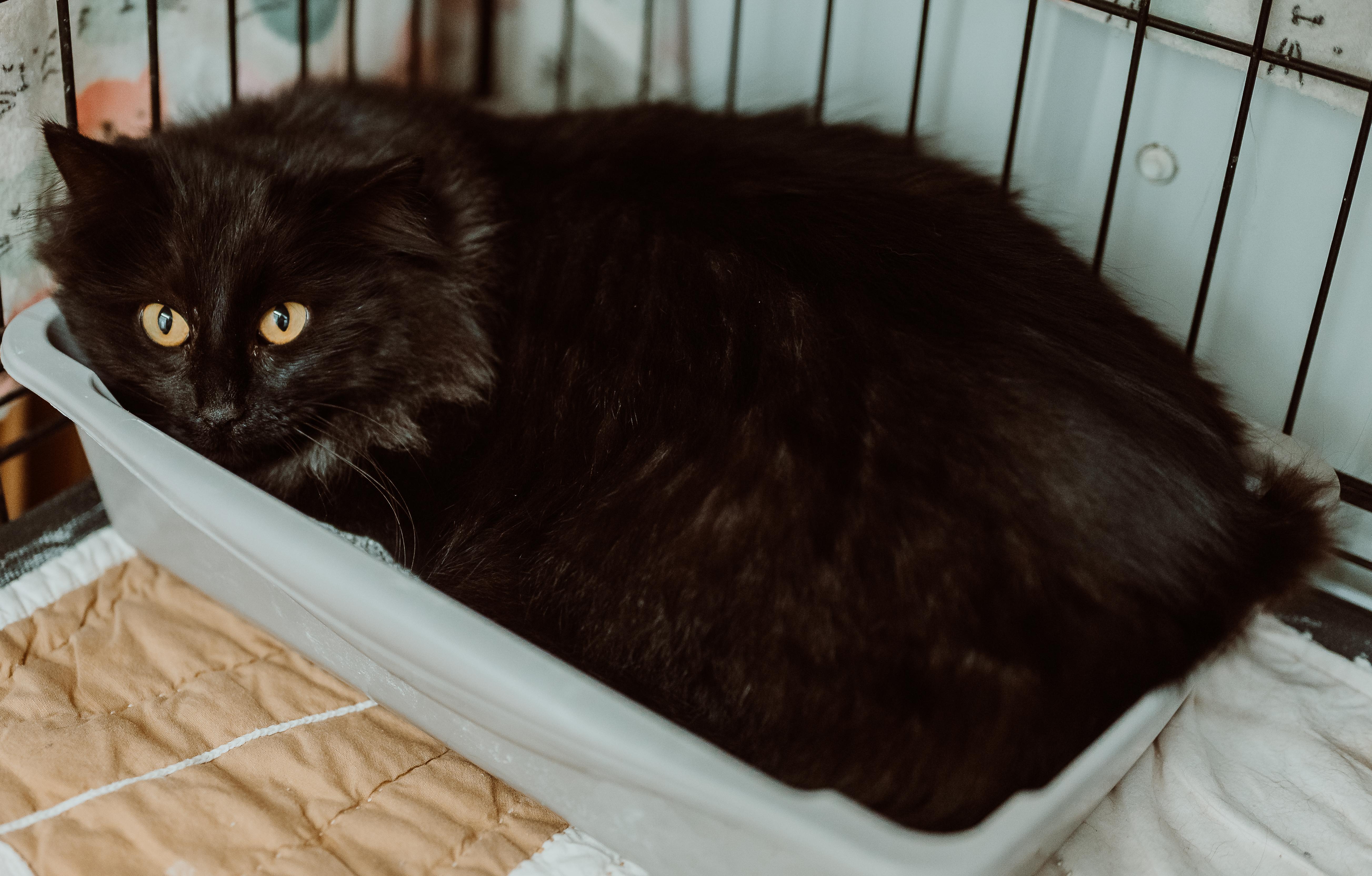 An adult medium-sized female Black Domestic Long Hair cat named Allegra for adoption in Le Mars, IA