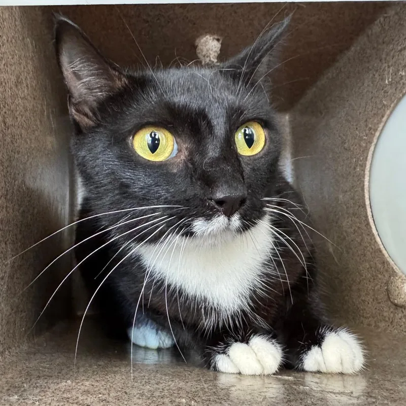 An adult medium-sized female Black Domestic Short Hair cat named Chili for adoption in Birmingham, AL