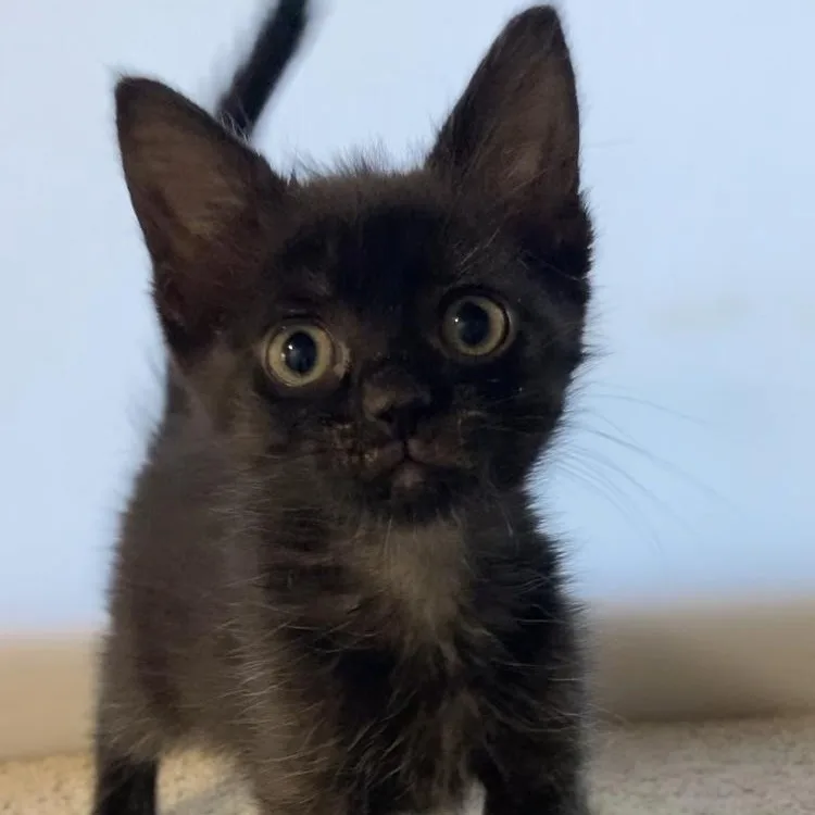 A baby medium-sized female Black Domestic Short Hair cat named Amethyst for adoption in Washington, PA