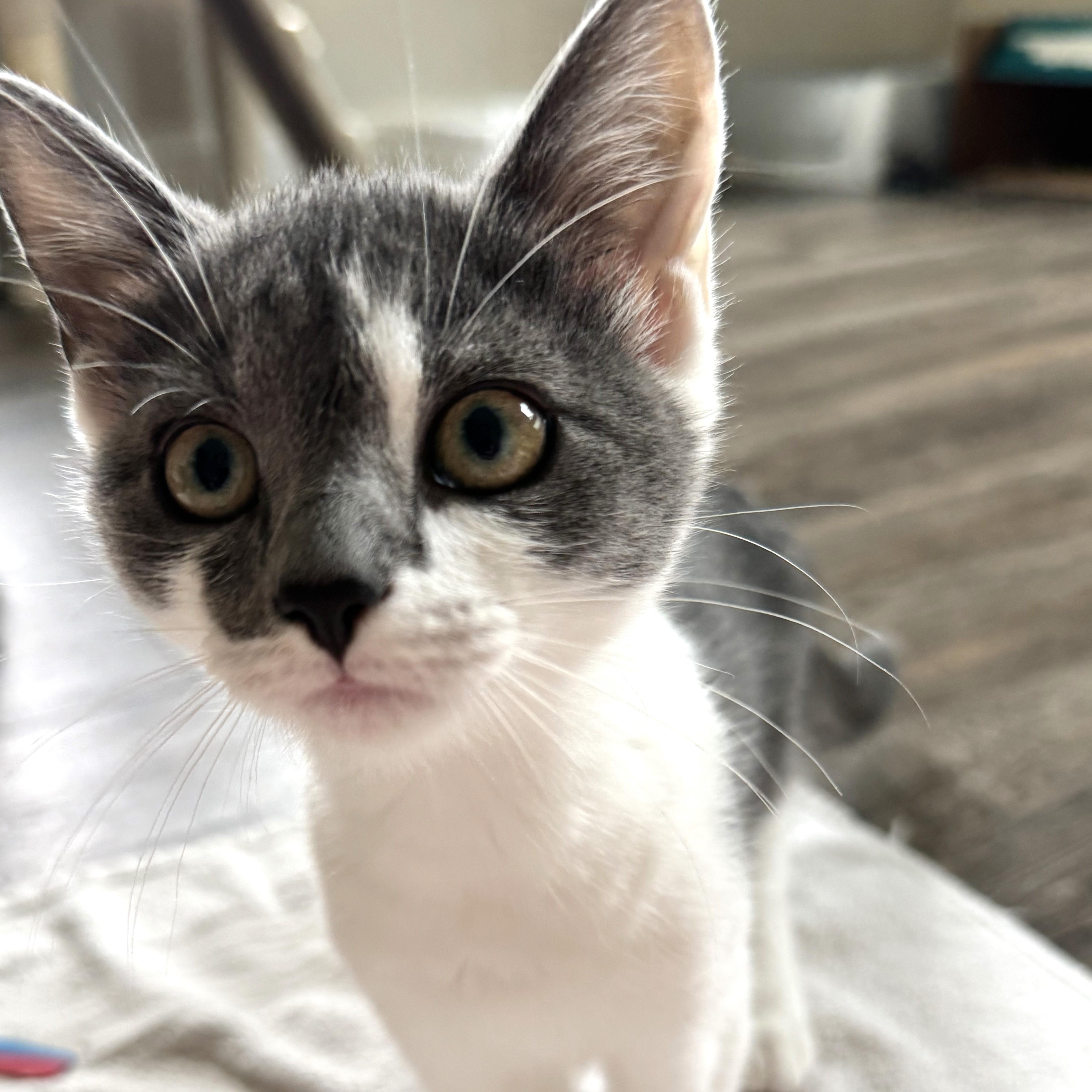 A baby small-sized female Gray & White Domestic Short Hair cat named Mare for adoption in Richmond, VA