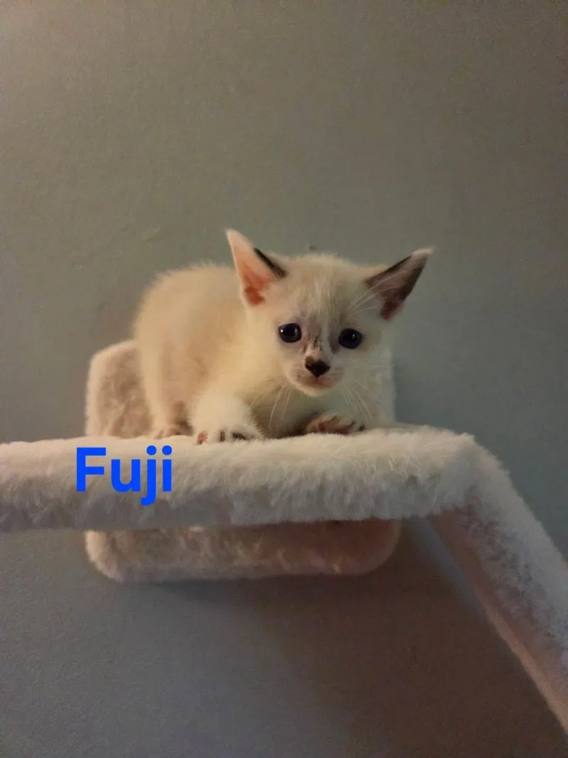 A baby medium-sized male Black Siamese cat named Fuji for adoption in Muncie, IN