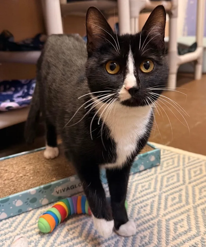 A young small-sized female Domestic Short Hair cat named Laramie for adoption in Ocala, FL