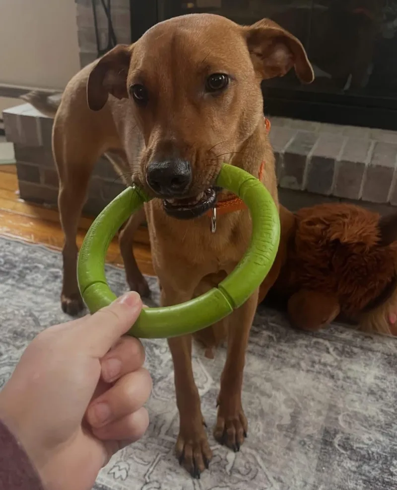 A young medium-sized male Brown / Chocolate Rhodesian Ridgeback dog named Bacon for adoption in Salem, NH