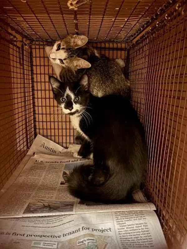 A baby small-sized male Domestic Short Hair cat named Bobbie for adoption in Austin, TX