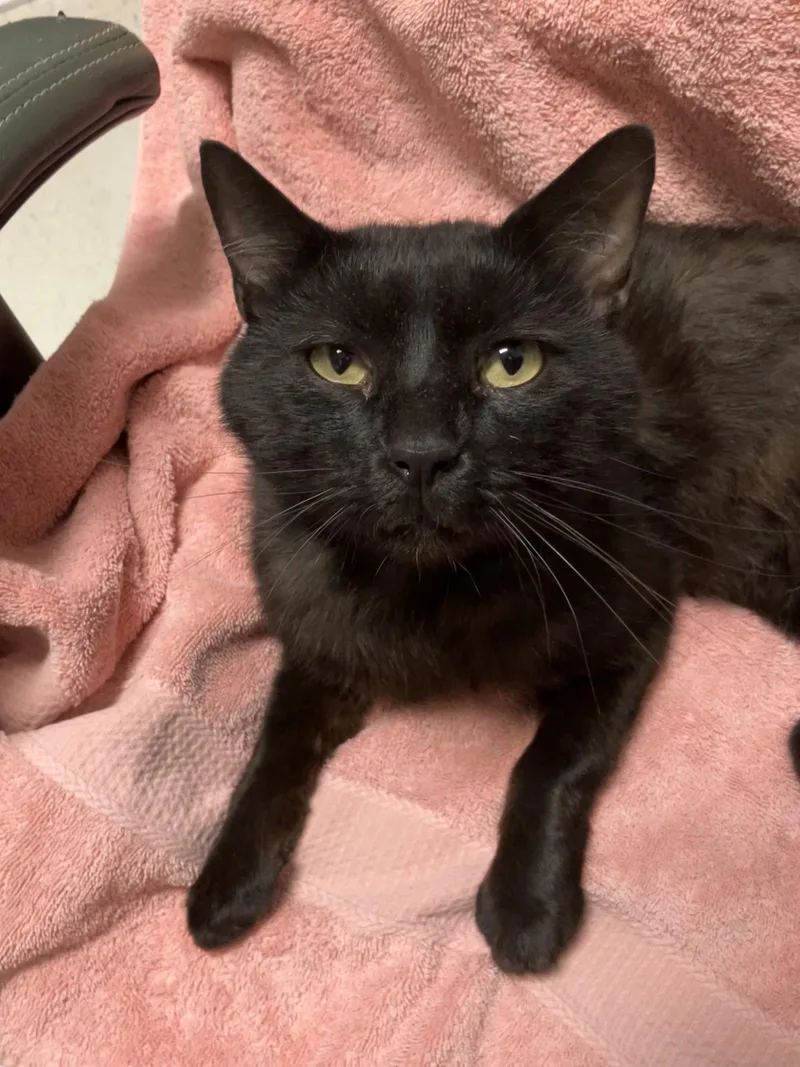 An adult medium-sized male Black Domestic Short Hair cat named Arnold for adoption in Dublin, OH