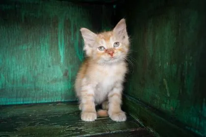 A baby small-sized female Domestic Short Hair cat named Happy for adoption in San Antonio, TX