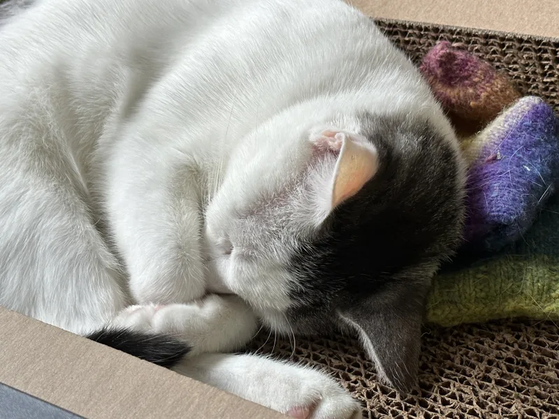 A young medium-sized female White Domestic Short Hair cat named Lottie for adoption in Brooklyn, NY