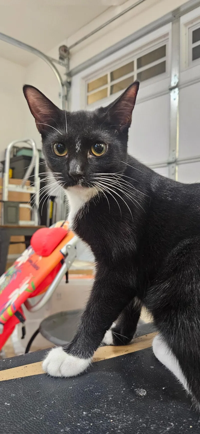 A baby medium-sized female Black & White / Tuxedo Domestic Short Hair cat named Jeannette for adoption in Santa Ana, CA