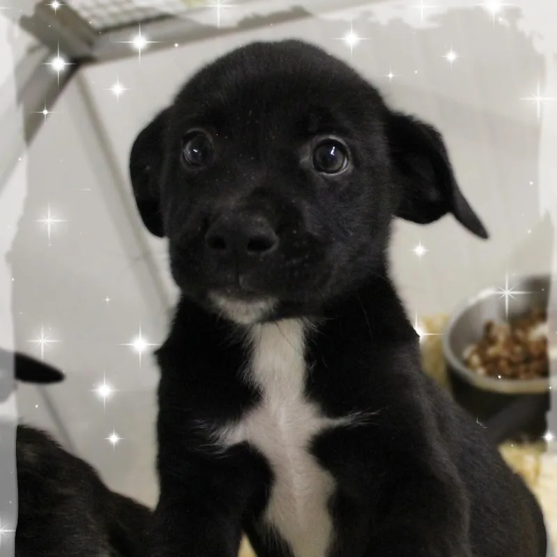 A baby medium-sized male Black Mixed Breed dog named Grover for adoption in Amelia, OH