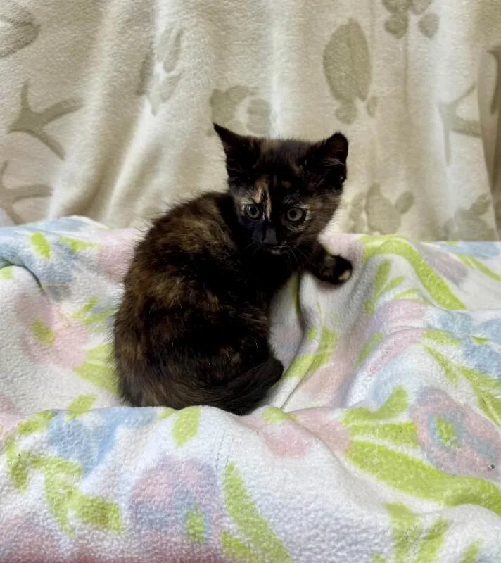 A young medium-sized female Domestic Short Hair cat named Biscotti for adoption in Providence Forge, VA