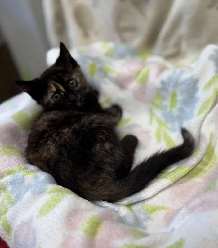 Biscotti thumbnail 2