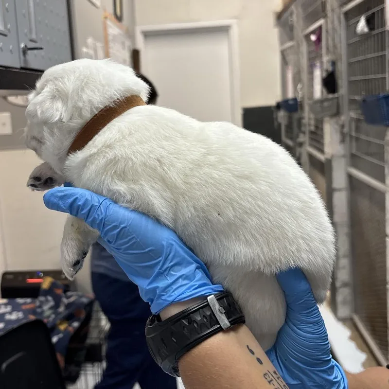 A baby large-sized male White / Cream Great Pyrenees dog named Brewers for adoption in Springtown, TX