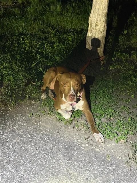An adult medium-sized female American Staffordshire Terrier dog named Bridget for adoption in San Antonio, TX