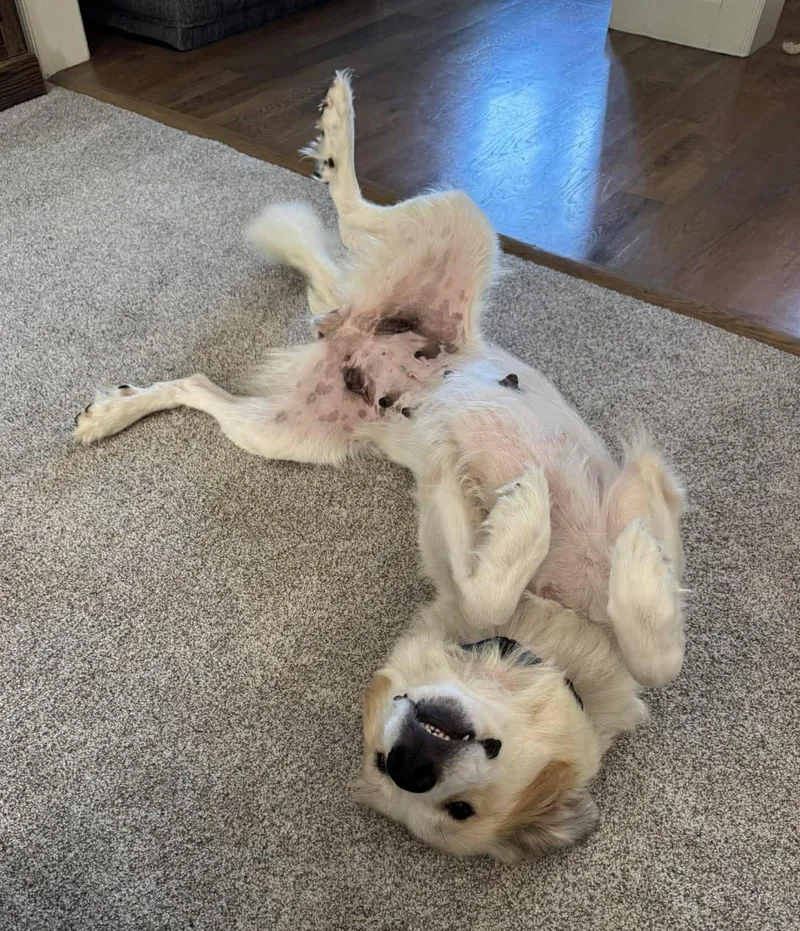A young large-sized female White / Cream Great Pyrenees dog named Aliza for adoption in Kiowa, OK