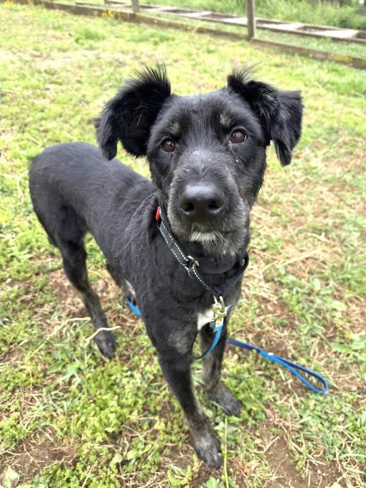 A young medium-sized male Black Labradoodle dog named Max for adoption in Phoenixville, PA