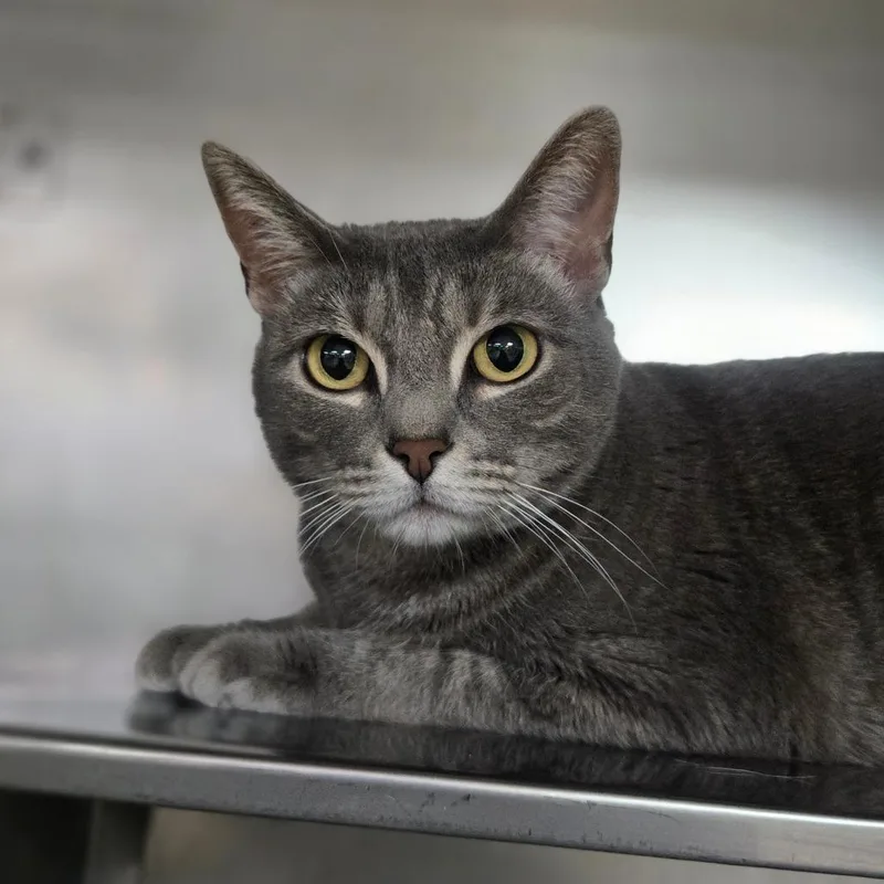 An adult medium-sized female Domestic Short Hair cat named Nellie for adoption in San Jacinto, CA